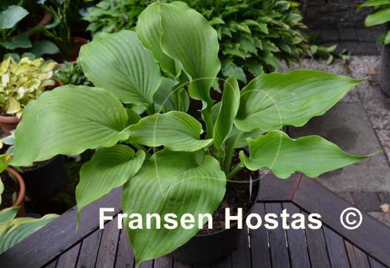 Hosta Vim and Vigor